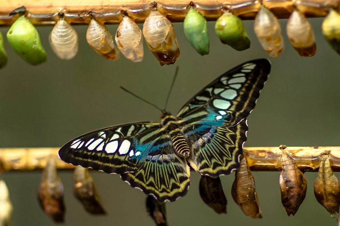 Schmetterling und Schmetterlingspuppen